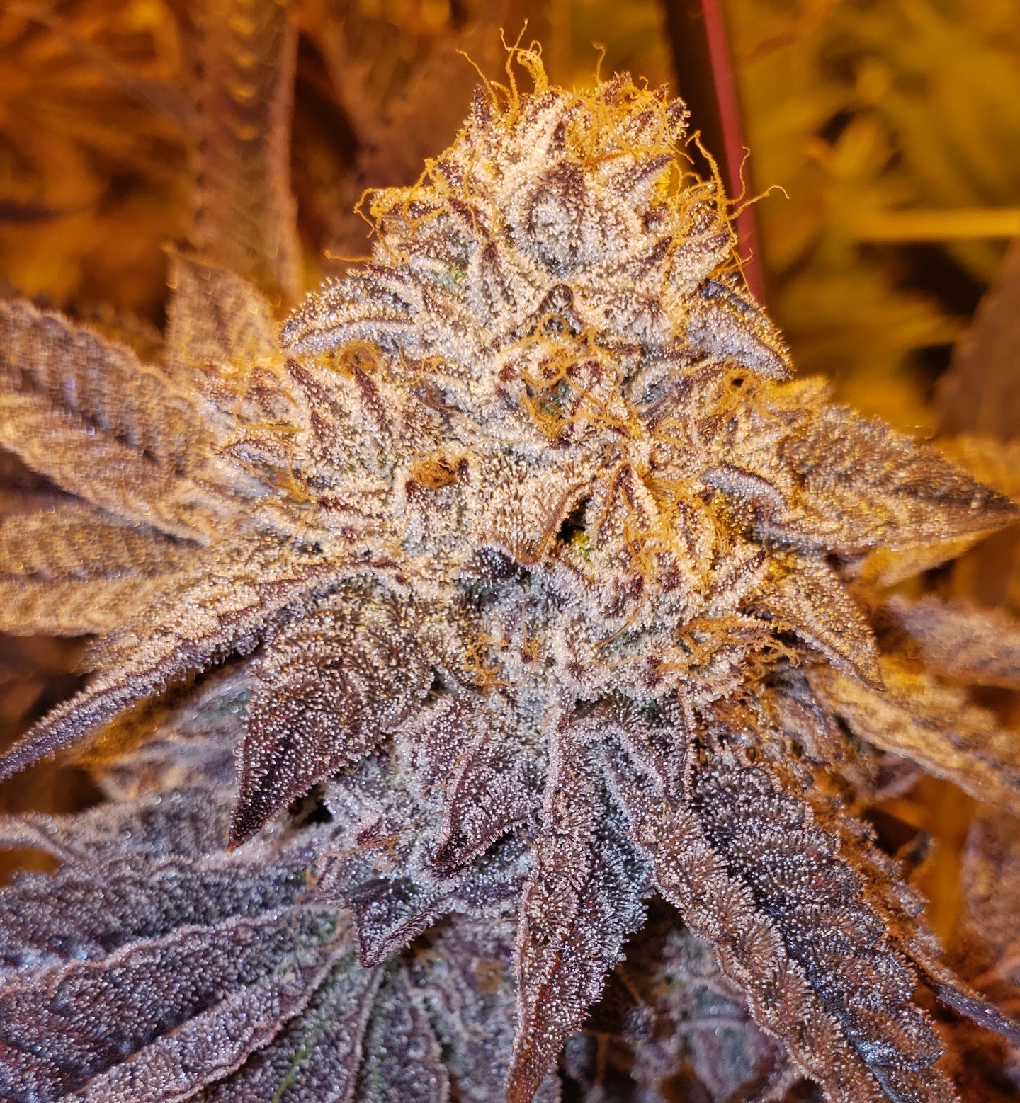 Maine medical weed