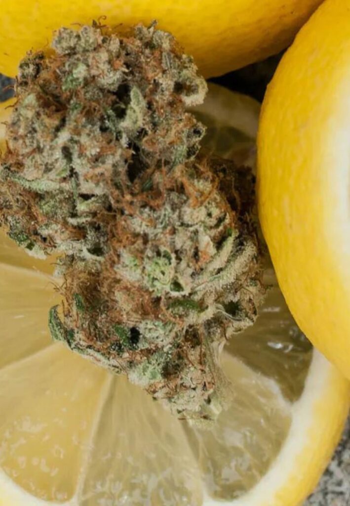 Wholesale Medical Cannabis