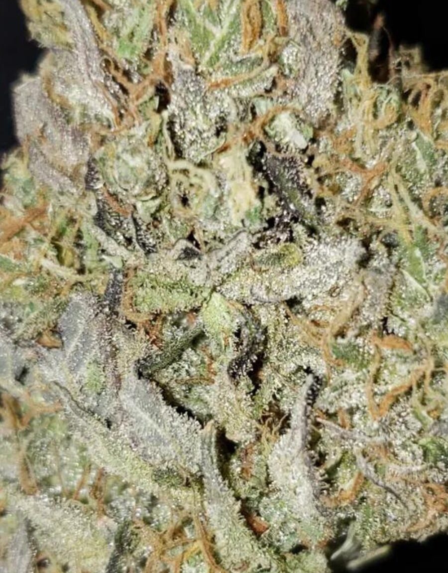 Maine Medical Cannabis