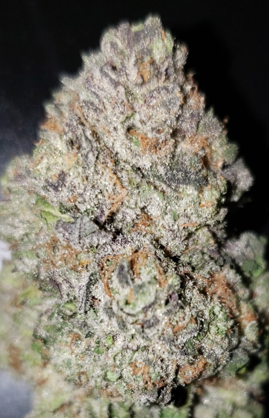 Quality Maine Cannabis